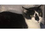 Dale Domestic Shorthair Young Male