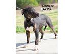 Chester Mixed Breed (Medium) Young Male