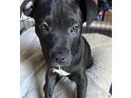 Galileo Mixed Breed (Medium) Puppy Male