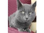 Sir James Russian Blue Adult Male