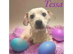 Tessa American Pit Bull Terrier Puppy Female
