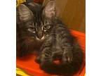 Cinderella Maine Coon Kitten Female