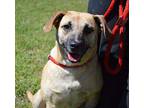 Daisy Labrador Retriever Young Female