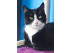Patty Domestic Shorthair Young Female