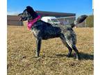 CiCi Australian Cattle Dog Young Female