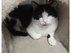 Parker Domestic Shorthair Young Male