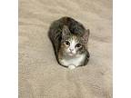 Kool-Aid24 Domestic Shorthair Kitten Female