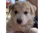 Stuart Golden Retriever Puppy Male