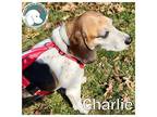 CHARLIE Beagle Adult Male