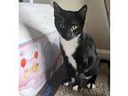 Travis Domestic Shorthair Young Male