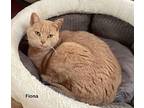 Fiona Domestic Shorthair Adult Female