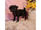Pug Puppy for sale in New Sharon, IA, USA