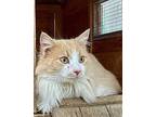 KING CHARLIE Maine Coon Young Male