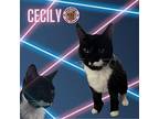 Cecily Domestic Shorthair Young Female