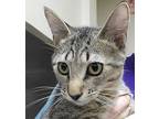 Lennon Domestic Shorthair Young Male