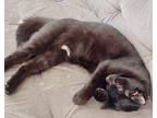 Ember23 Domestic Shorthair Young Male