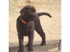 Labrador Retriever Puppy for sale in Lawton, OK, USA