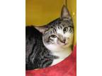 Bandit Domestic Shorthair Young Male