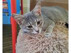 Magda23 Domestic Shorthair Young Female