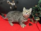 Gypsy Domestic Shorthair Kitten Female