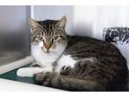 71606A Brodie-Pounce Cat Cafe Domestic Shorthair Adult Female
