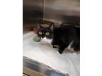 Queekay Domestic Shorthair Young Female