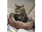 Mandy Domestic Shorthair Senior Female