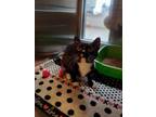Apple Bottom Jeans Domestic Shorthair Young Female
