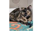 Junie Domestic Shorthair Young Female