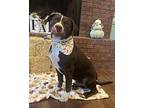 Huckleberry American Staffordshire Terrier Adult Male