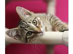 Parsley Domestic Shorthair Kitten Male