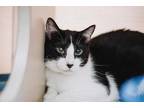 71232A Theo Domestic Shorthair Adult Male