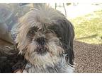 Kyleigh Shih Tzu Adult Female