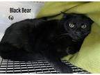 Black Bear Domestic Shorthair Adult Male