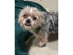Minto Sam in New England Shih Tzu Young Male