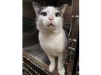 Shelby Domestic Shorthair Adult Male
