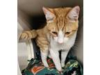 Sunny D Domestic Shorthair Young Male