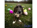 Jasper Basset Hound Young Male