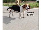Wallnut Beagle Adult Male