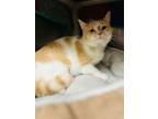 Sour Strawberry Domestic Shorthair Young Female