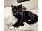 Crescent Domestic Shorthair Young Female