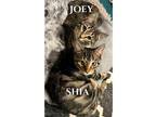 Joey and Shia (bonded pair) Domestic Shorthair Kitten Male