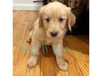 Golden Retriever Puppy for sale in Bronx, NY, USA