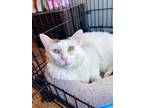 Starbright Domestic Shorthair Young Female