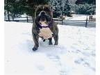 Winter English Bulldog Adult Female