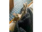 Nora Domestic Shorthair Young Female