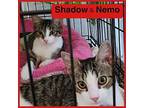 Nemo Domestic Shorthair Young Male