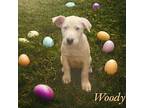 Woody English (Redtick) Coonhound Puppy Male