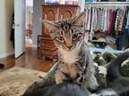 Chad Domestic Shorthair Kitten Male