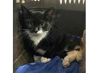 Alfie Domestic Shorthair Kitten Male